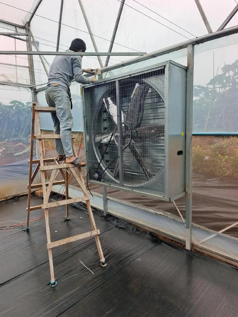 大棚水暖電升級 高效三箱電風(fēng)機為恒溫與節(jié)能保駕護航